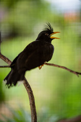 Myna bird in cage
