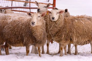 sheep in snow