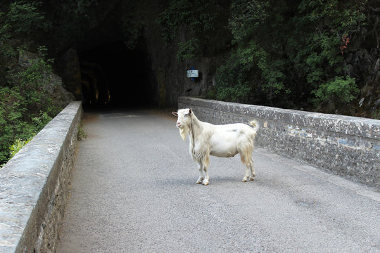 Un bouc sur une route en Corse
