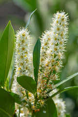 Beautiful wild black cherry (prunus serotine) at blossom with white flowers and long green leaves, closeup, details
