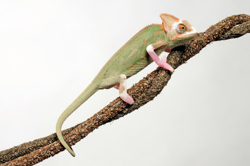 Veiled chameleon / Jemenchamäleon (Chamaeleo calyptratus) Halbalbino