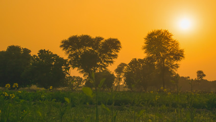 Fototapeta na wymiar beautiful landscape image of sunset on green fields