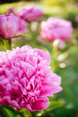 Fluffy pink peonies flowers background copy space