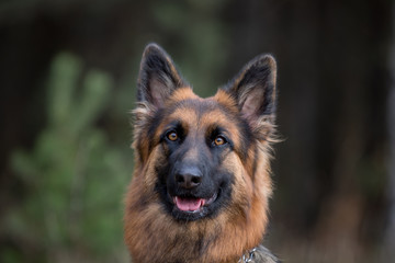 close-up portrait of young long haired female german shepherd dog in daytime in autumn