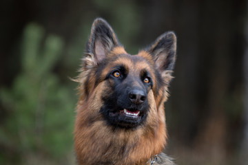 close-up portrait of young long haired female german shepherd dog in daytime in autumn