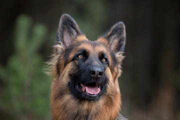 close-up portrait of young long haired female german shepherd dog in daytime in autumn