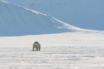 Polar Bear walking between the Svalbard's frozen fjords 