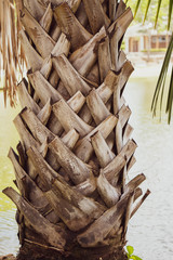 Dry bark of palm tree