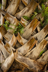 Dry bark of palm tree