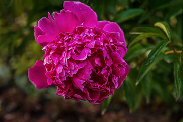 floral background of peony flower on a flowerbed in the garden