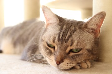 眠そうな猫アメリカンショートヘアー