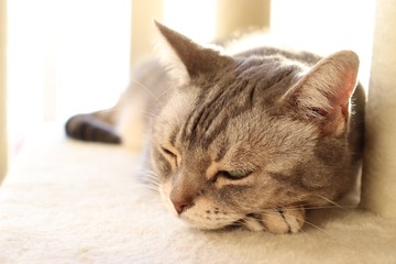 陽だまりの中の猫アメリカンショートヘアー