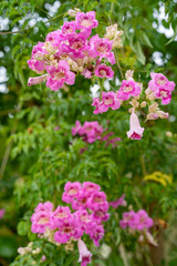 Obraz premium Beautiful pink flower in park.