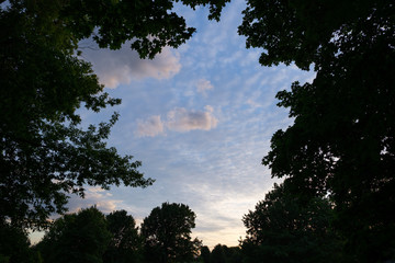 Tree crowns against the sky