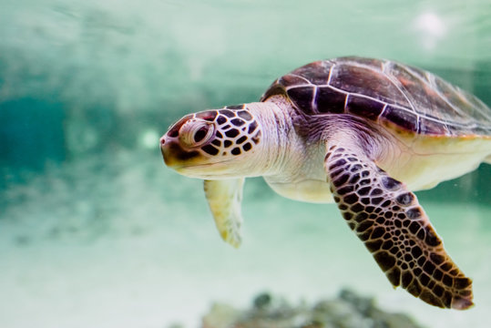 Small sea turtle -Chelonioidea- swimming inside a shallow sea.
