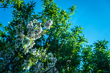 Fototapeta premium Background of pink almond tree blossoms on the branch of your tree.