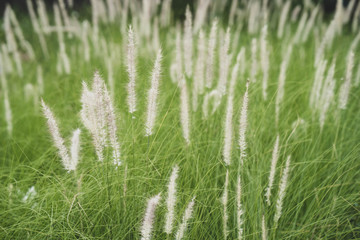 Growing Long Grass at park