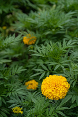 Beautiful blossom yellow calendula at park.