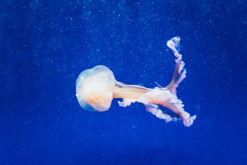 Obraz na płótnie Canvas Beautiful translucent white jellyfish floating in the water with blue background, marine concept.