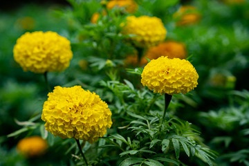 Beautiful blossom yellow calendula at park.