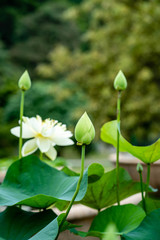 Obraz na płótnie Canvas Beautiful blooming lotus in Lotus basin 