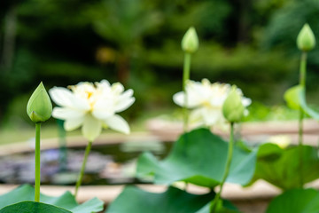 Beautiful blooming lotus in Lotus basin 