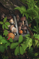 Basket of mushrooms in forest