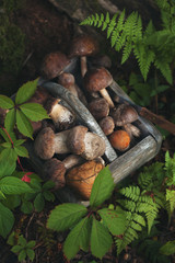 Basket of mushrooms in forest