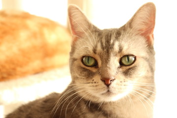 グリーンアイが美しい猫アメリカンショートヘアー