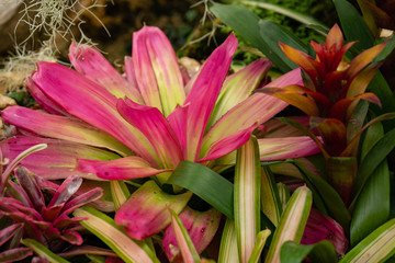 Colorful Bromeliaceae at botanic garden.