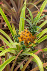 Fototapeta premium pineapple in the garden
