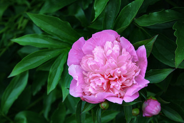 pink rose in the garden