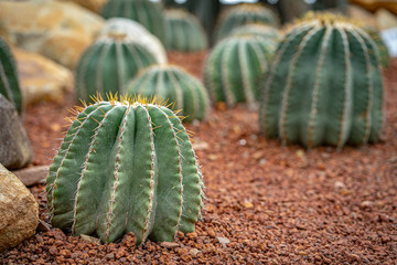 Beautiful collection of cactus in garden.