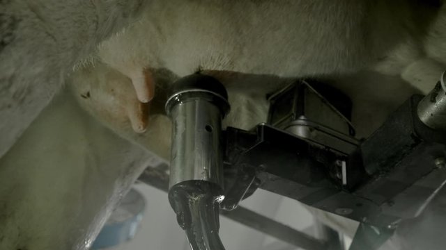 Automated process of a modern milking machine. The cows udder is scanned by a laser to milk milk.