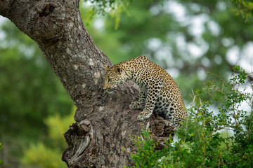 A young male leopard and his mother on a kill in a tree with some hyaena interaction
