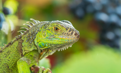 Fototapeta premium Green iguana resting on a branch, takes a sun bath and eats a grape.