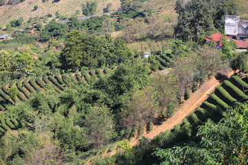 the multi layers on the green tea garden