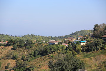 the multi layers on the green tea garden