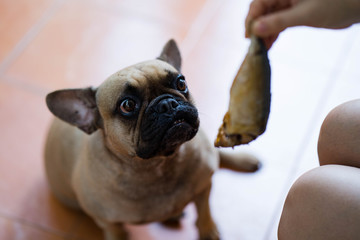 Girl feeding french bulldog with Mackerel