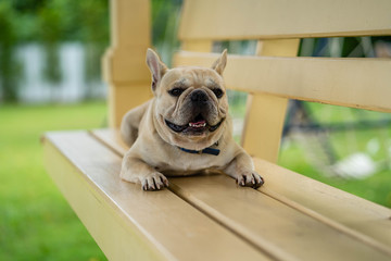 Cute looking french bulldog lying on wooden chair in park.