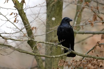 Common raven (Corvus Corax) gaze