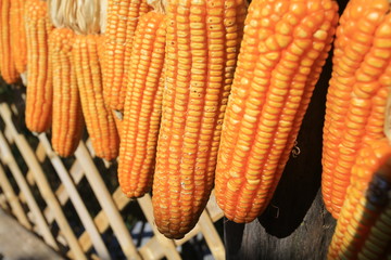 dried corns in northern Thailand village