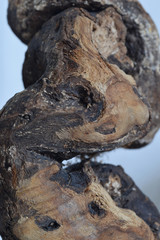 Macro image of a piece of driftwood