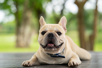Fototapeta premium Cute looking french bulldog lying on wooden chair in park.