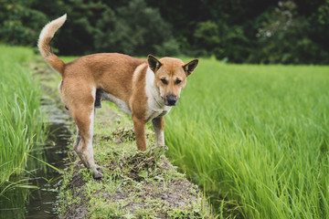 Cute looking country dog at the rice field.