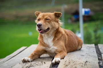 Cute looking french bulldog lying on wooden table against the rice field.