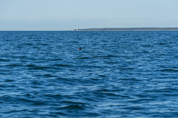 Gray seals swimming in blue Baltic Sea, Harilaid, Estonia, Europe