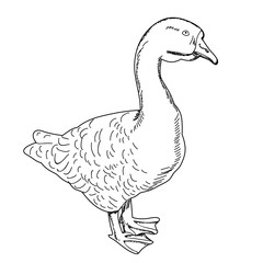sketch goose on a white background