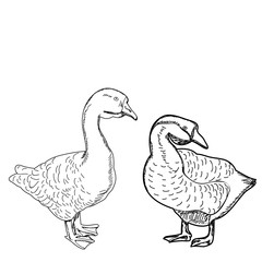 vector, isolated, sketch goose on a white background
