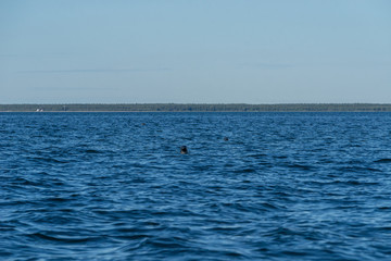 Gray seals swimming in blue Baltic Sea, Harilaid, Estonia, Europe